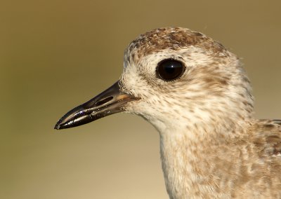 Portrait of a BBP in non-breeding plumage