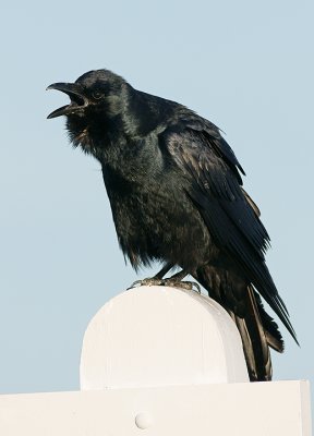 Fish Crow