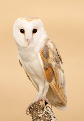European Barn Owl