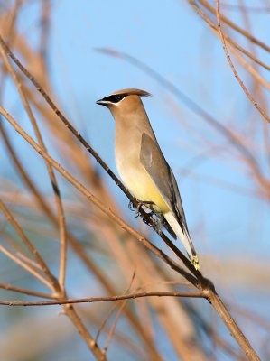 Cedar Waxwing