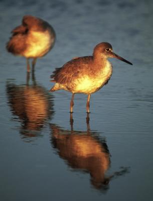 Willets in early morning sun