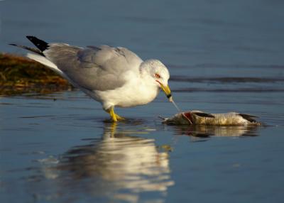 Gulls love catfish
