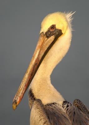 Daybreak Pelican