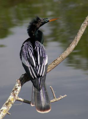 Male Anhinga in breeding plumage