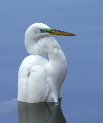 Bird bath