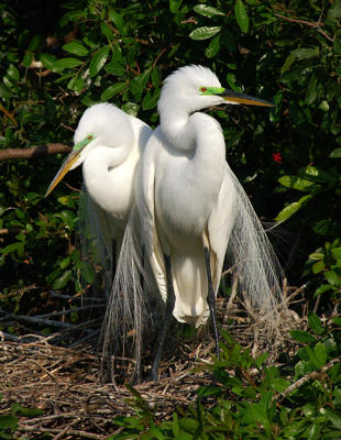 Two on the nest