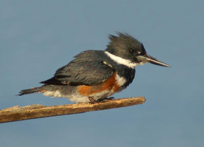 Kingfisher profile