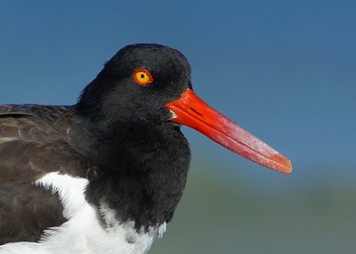 Portrait of an Oystercatcher