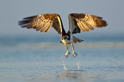 Water launch