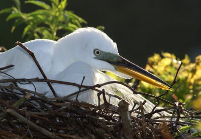 On the nest