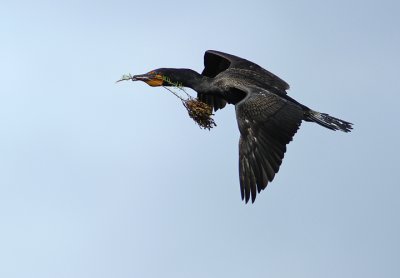 Flight with nesting material