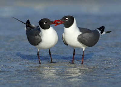 Laughing Gulls