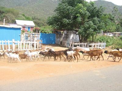 Very often seen scene on the road.