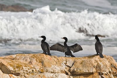 Three Double-crested Cormorants