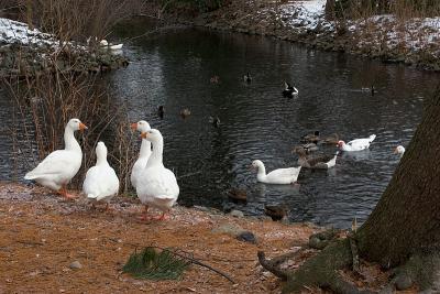 The Gathering at the Pond