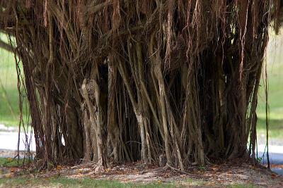  Puerto Rico 452 - Banyon Tree