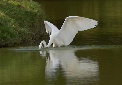 Puerto Rico 408 - Great Egret