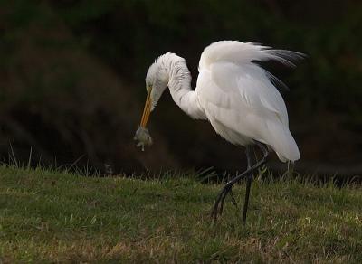 Puerto Rico 410 - Great Egret