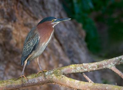 Puerto Rico 406 - Green Heron