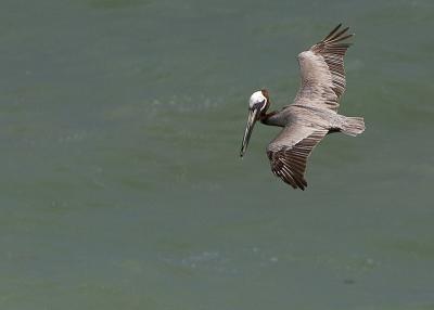 Puerto Rico 411 - Brown Pelican