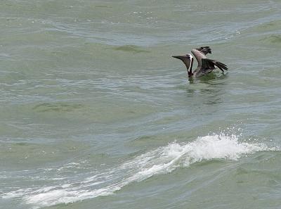 Puerto Rico 420 - Brown Pelican