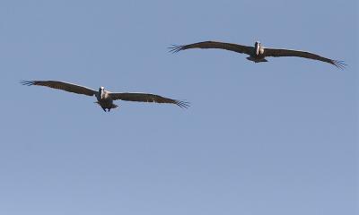 Puerto Rico 460- Brown Pelicans