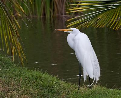 Puerto Rico 425 - Great Egret