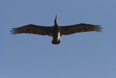 Puerto Rico 437 - Brown Pelican