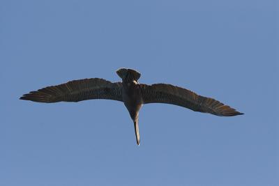 Puerto Rico 438 - Brown Pelican