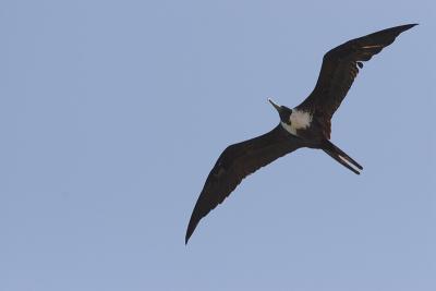 Puerto Rico 449 - Frigatebird