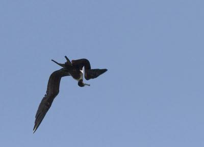 Puerto Rico 450 - Frigatebird