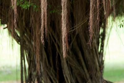 Puerto Rico 453 - Banyon Tree