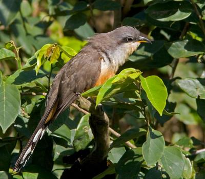 Puerto Rico 455 - Yellow-billed Cuckoo