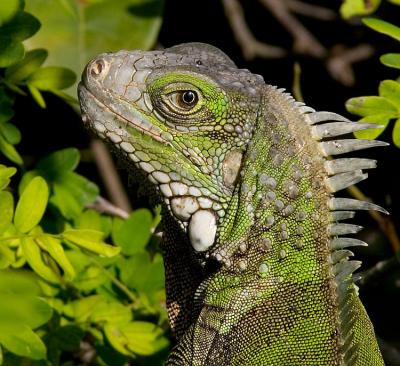 Puerto Rico 413 - Iguana -Close-up