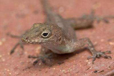 Puerto Rico 471 - Anole