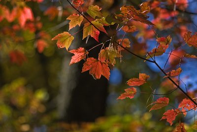 Fall-Colors 03