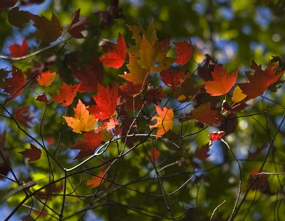 Fall-Colors 11