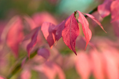 Fall-Colors 18