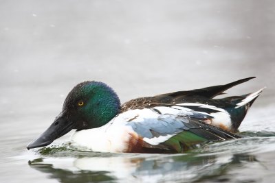 northern shoveler.jpg