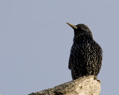 juvenile starling.jpg