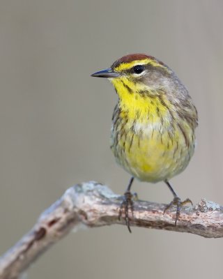 Palm Warbler P43010.jpg
