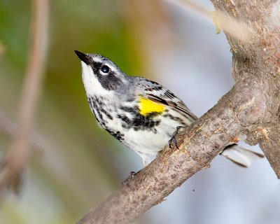 Yellow Rump 43010.jpg