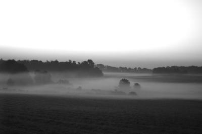 Misty Field