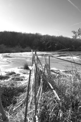 swtchgrass pond bw.jpg