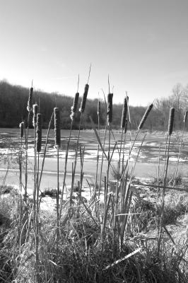 cattail pond 4 bwr.jpg