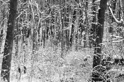 Snowy woods BW r.jpg