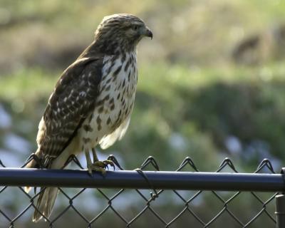 Red Tailed Hawk 1