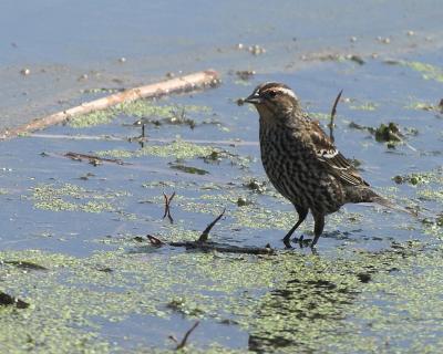 g3/77/639077/3/58701344.savannahsparrow.jpg