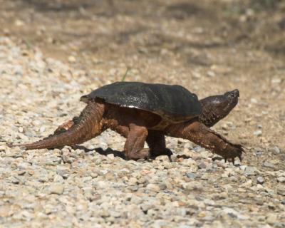 turtler.jpg