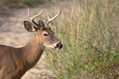 headlands buck 2-01.jpg